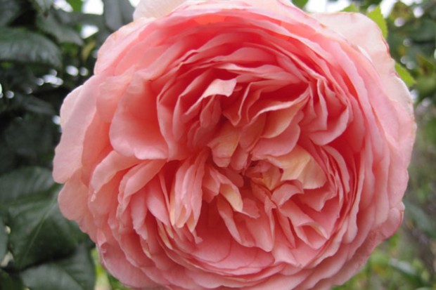 Abraham Darby 2