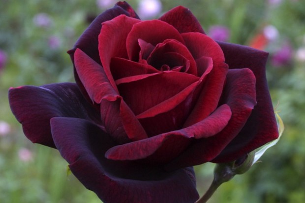 Image result for dark crimson rose