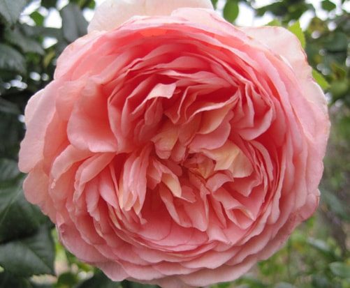 SA ROSE Abraham-Darby