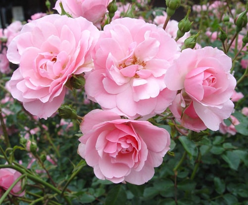 Modern Shrub Roses Archives ~ Rose Society Of South Australia