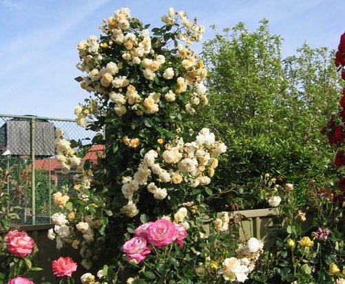 Buff Beauty ~ Rose Society Of South Australia