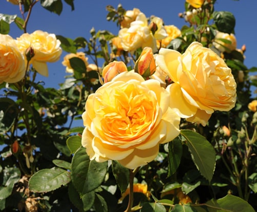 Climbing Roses Archives ~ Rose Society Of South Australia