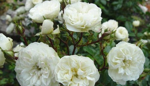 Green Ice - Rose Society of South AustraliaRose Society of South Australia