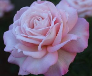 Rose Society Of South Australia