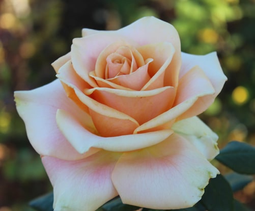 Hybrid Tea Roses Archives ~ Rose Society Of South Australia 