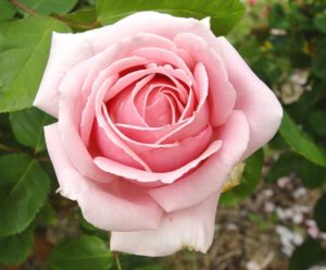 The Childrens rose
