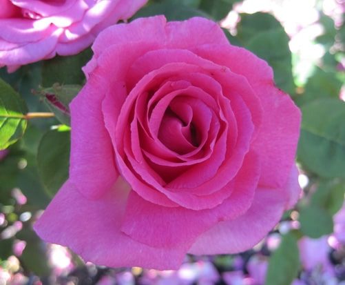 Zepherine Drouhin ~ Rose Society Of South Australia