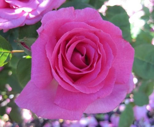 Zepherine Drouhin