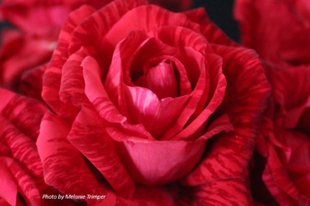 Red Intuition Rose Shurb