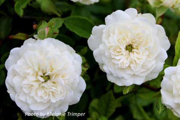 Green Ice ~ Rose Society Of South Australia