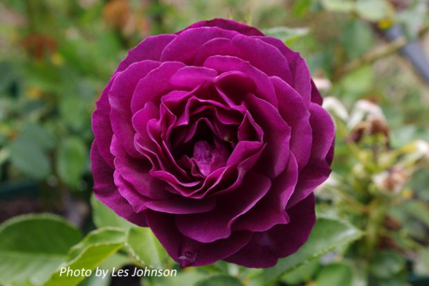 Order The Twilight Zone Rose Only With Roses Victoria