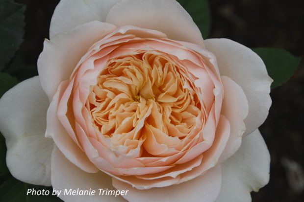 Rosa Sweet Juliet® 'AUSleap' (Double Pink David Austin Rose, Sweet