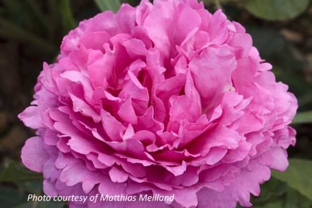 Queen Adelaide Rose Society Of South Australia