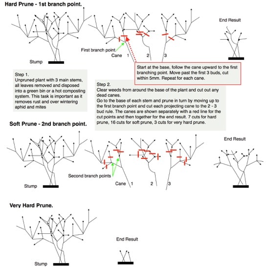 Pruning diagram