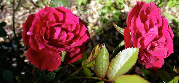 Rose Buying Guide ~ Rose Society Of South Australia