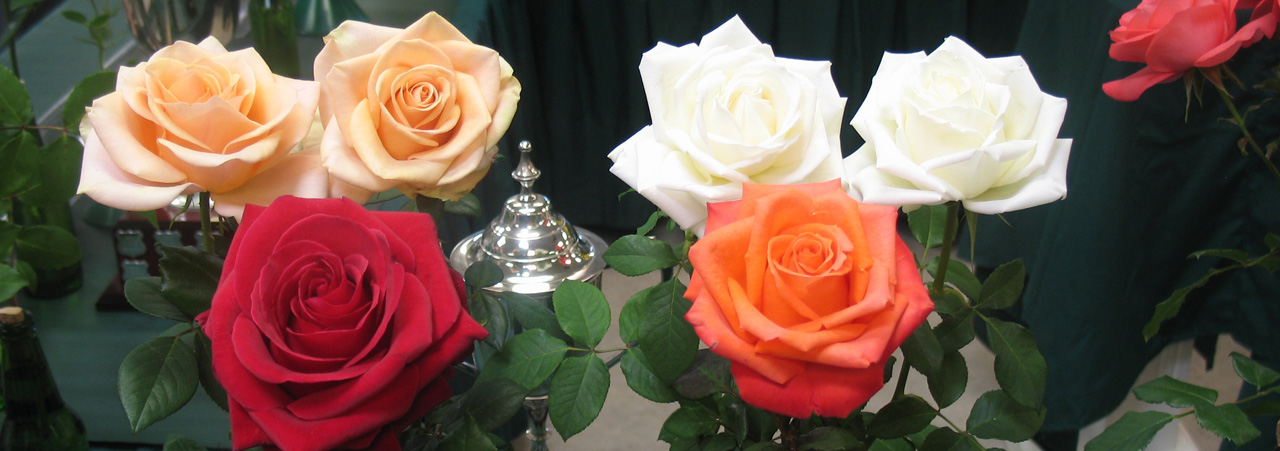 Sarose Spring Rose Show