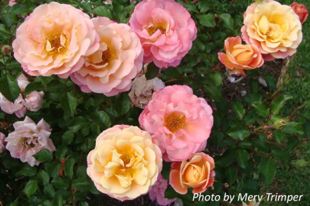 Merry Maker ~ Rose Society Of South Australia