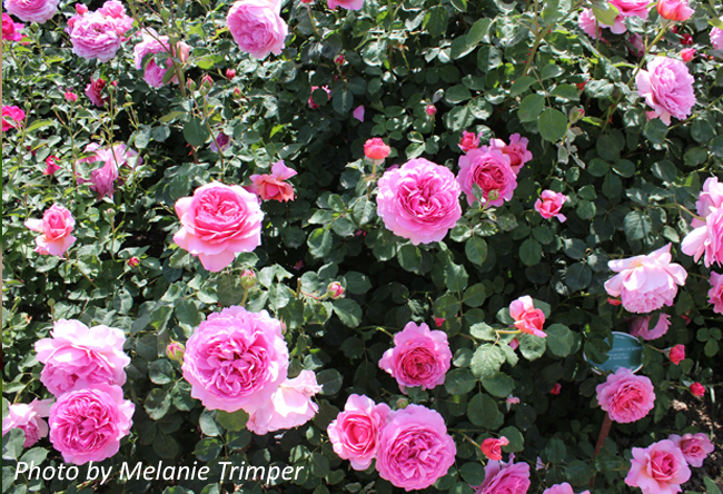 Princess Alexandra of Kent ~ Rose Society Of South Australia