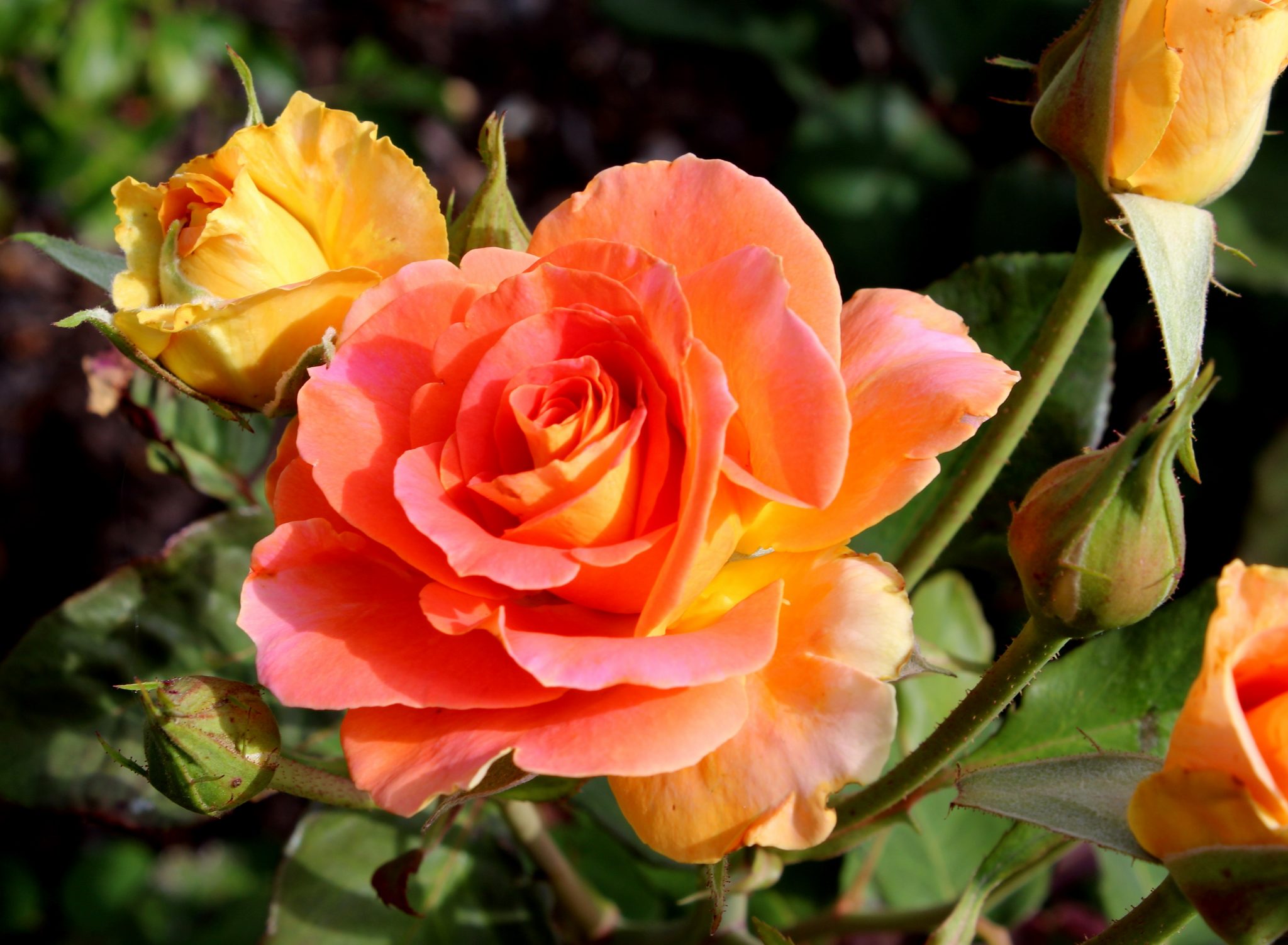 Autumn Rose Growing Culture Notes ~ Rose Society Of South Australia