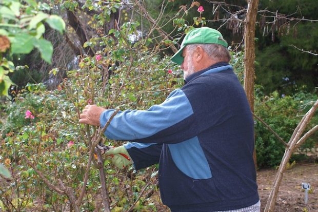 Rose Pruning Demonstrations ~ Rose Society Of South Australia