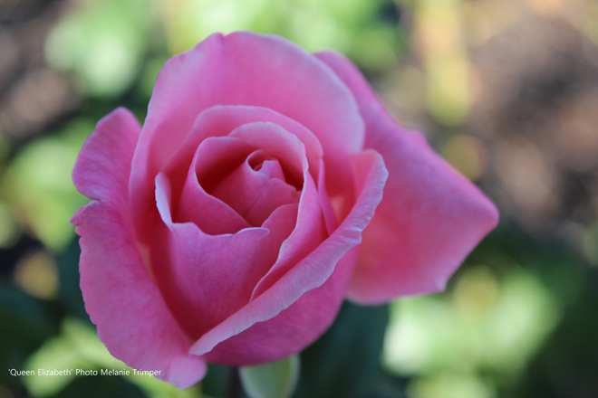 Queen Elizabeth ~ Rose Society Of South Australia