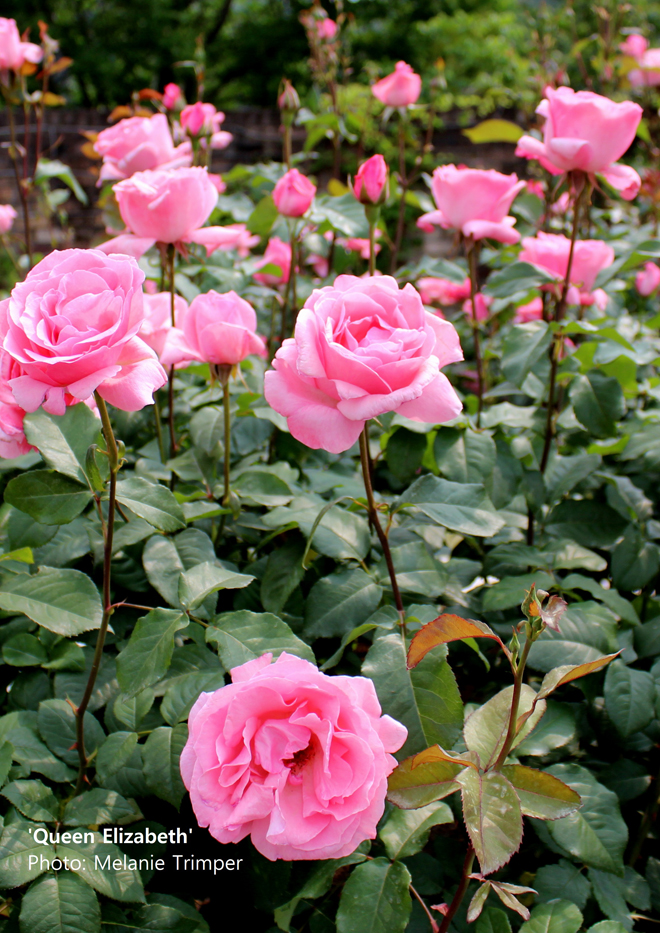 Queen Elizabeth ~ Rose Society Of South Australia