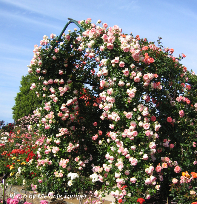 Pierre de Ronsard ~ Rose Society Of South Australia